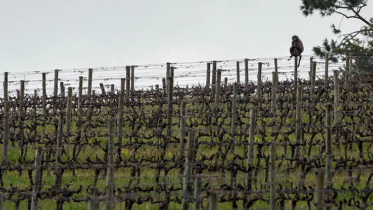 Hartenberg, précurseur sud-africain dans le domaine de la viticulture régénérative
