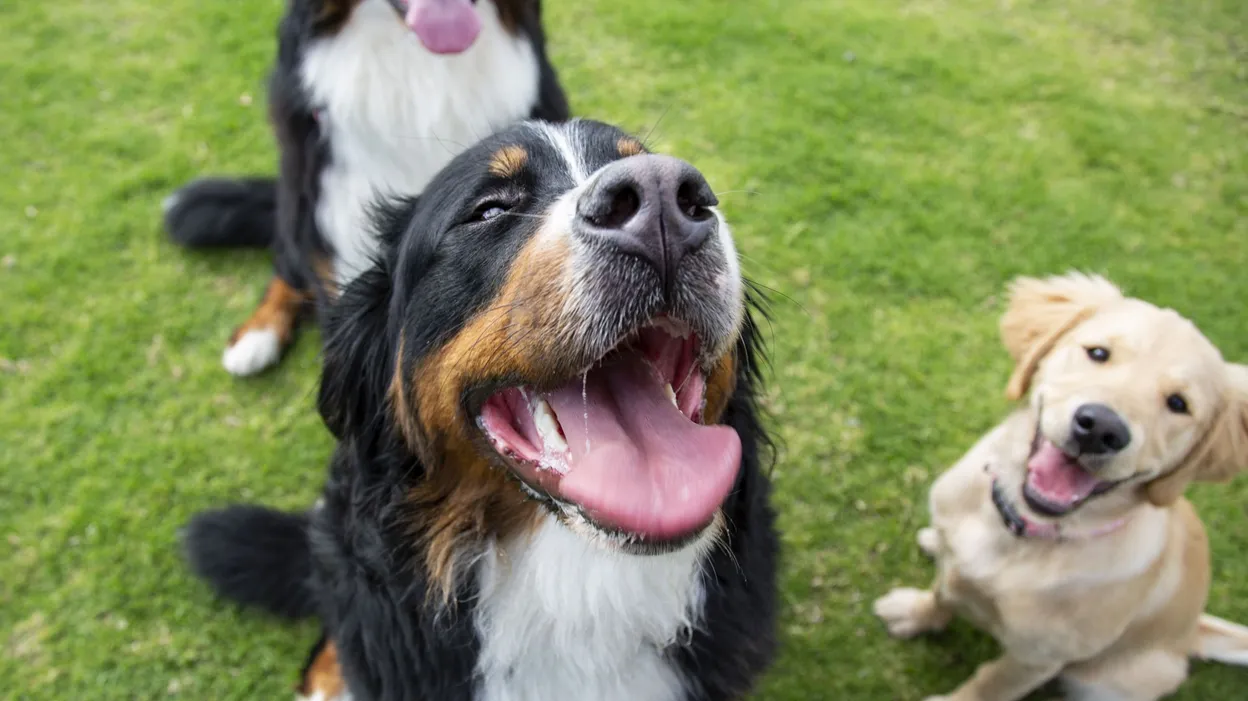 Bruxelles lance dog.brussels, la plateforme incontournable pour les propriétaires de chiens